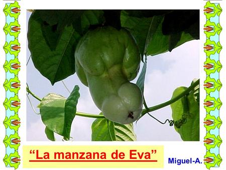 “La manzana de Eva” Miguel-A..
