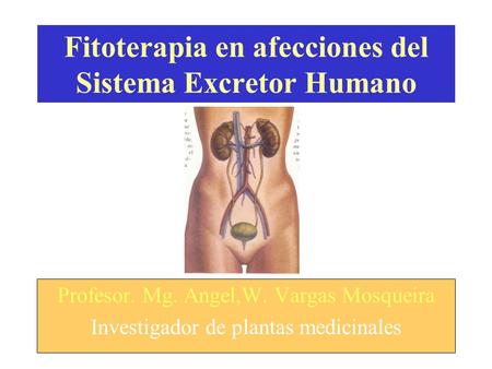 Fitoterapia en afecciones del Sistema Excretor Humano