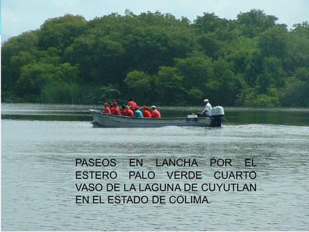 PASEOS EN LANCHA POR EL ESTERO PALO VERDE CUARTO VASO DE LA LAGUNA DE CUYUTLAN EN EL ESTADO DE COLIMA.