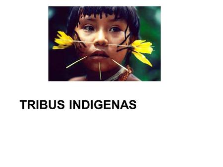 TRIBUS INDIGENAS. Todas las Tribus Indígenas que hoy, iniciado el siglo XXI mantienen su supervivencia y la del Planeta tierra, siguen sobreviviendo y.