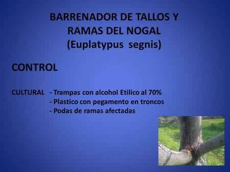 BARRENADOR DE TALLOS Y RAMAS DEL NOGAL