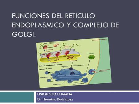 FUNCIONES DEL RETICULO ENDOPLASMICO Y COMPLEJO DE Golgi.