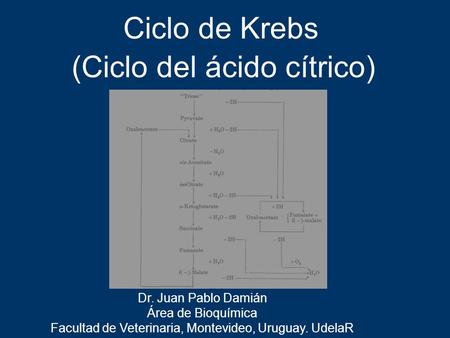 (Ciclo del ácido cítrico)