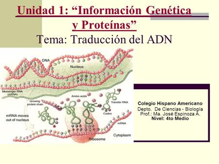 Unidad 1: “Información Genética y Proteínas” Tema: Traducción del ADN Colegio Hispano Americano Depto. De Ciencias - Biología Prof.: Ma. José Espinoza.