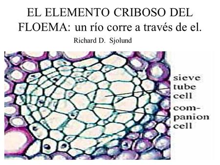 EL ELEMENTO CRIBOSO DEL FLOEMA: un río corre a través de el.