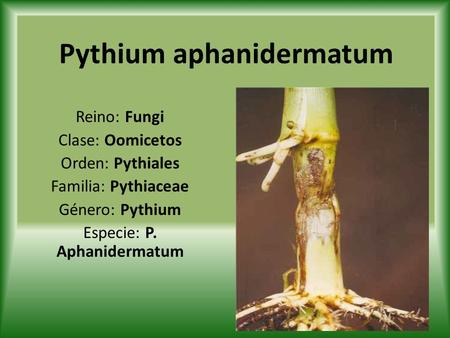 Pythium aphanidermatum