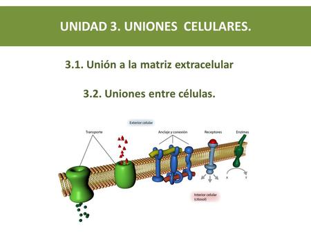 UNIDAD 3. UNIONES CELULARES Unión a la matriz extracelular