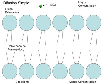 Doble capa de Fosfolípidos Difusión Simple CO2 Mayor Concentración Menor Concentración Fluido Extracelular Citoplasma.