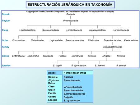 ESTRUCTURACIÓN JERÁRQUICA EN TAXONOMÍA