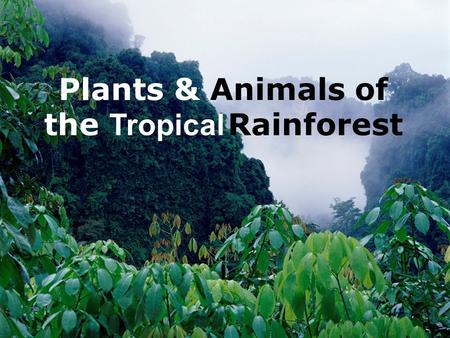 Plants & Animals of the Tropical Rainforest