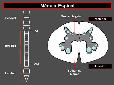 Médula Espinal Sustancia gris Cervical Posterior D1 Torácico D12