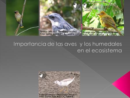 Importancia de las aves y los humedales en el ecosistema
