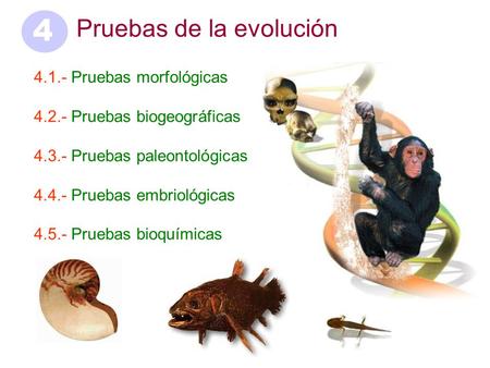 4 Pruebas de la evolución Pruebas morfológicas