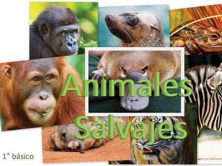 Animales Animales Salvajes Salvajes 1° básico