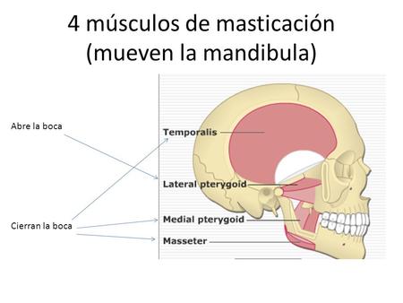 4 músculos de masticación (mueven la mandibula)