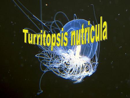 Turritopsis nutricula