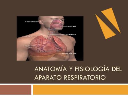 Anatomía y fisiología del Aparato Respiratorio