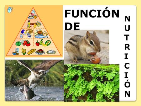 FUNCIÓN DE N U T R I C Ó.