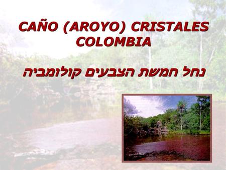 CAÑO (AROYO) CRISTALES נחל חמשת הצבעים קולומביה