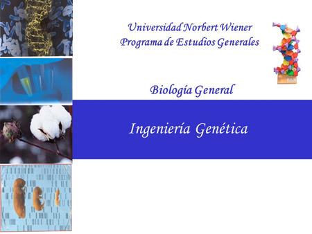 Ingeniería Genética Universidad Norbert Wiener Programa de Estudios Generales Biología General.