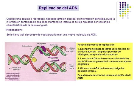 Replicación del ADN Cuando una célula se reproduce, necesita también duplicar su información genética, pues la información contenida en ella debe mantenerse.
