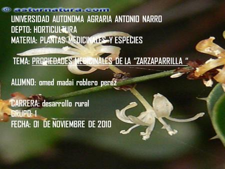 UNIVERSIDAD AUTONOMA AGRARIA ANTONIO NARRO DEPTO: HORTICULTURA MATERIA: PLANTAS MEDICINALES Y ESPECIES TEMA: PROPIEDADES MEDICINALES DE LA “ZARZAPARRILLA.