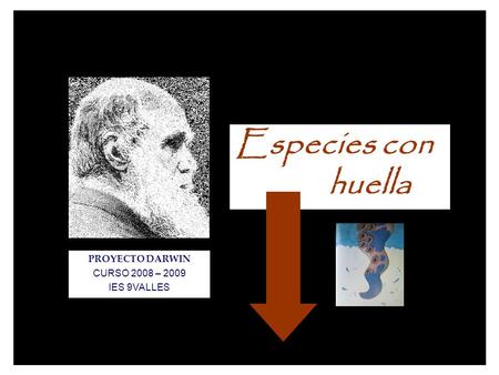 Especies con huella PROYECTO DARWIN CURSO 2008 – 2009 IES 9VALLES.