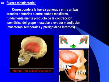Fuerza masticatoria: Corresponde a la fuerza generada entre ambas arcadas dentarias o entre ambos maxilares, fundamentalmente producto de la contracción.