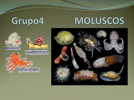 Grupo4 MOLUSCOS.