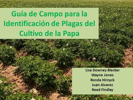 Guía de Campo para la Identificación de Plagas del Cultivo de la Papa