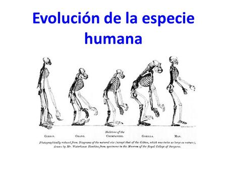 Evolución de la especie humana