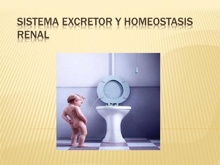  EXCRECIÓN : Eliminar desechos metabólicos.  El sistema excretor permite mantener el equilibrio hidrosalino. Ambiente / célula Animal Vegetal Isotónico.