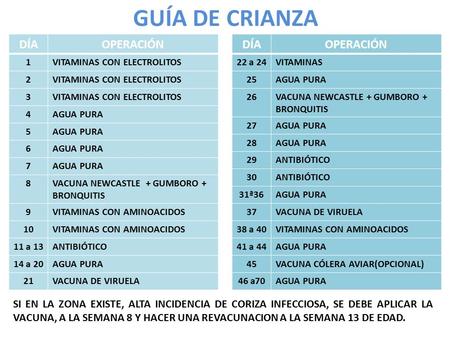 GUÍA DE CRIANZA DÍAOPERACIÓN 1VITAMINAS CON ELECTROLITOS 2 3 4AGUA PURA 5 6 7 8VACUNA NEWCASTLE + GUMBORO + BRONQUITIS 9VITAMINAS CON AMINOACIDOS 10VITAMINAS.