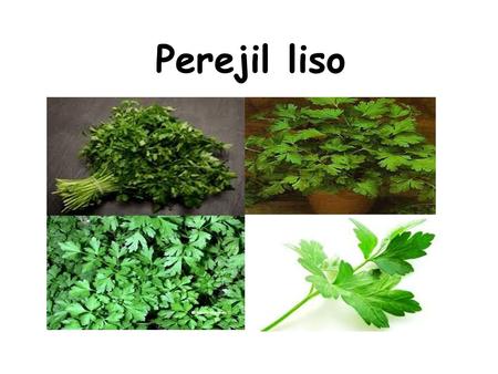 Perejil liso.