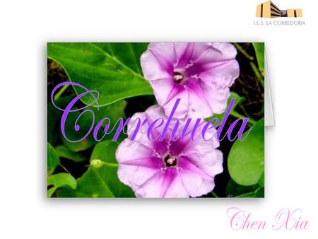 Definición La correhuela (nombre científico: Concolvulus arvensis L. )es una especie de planta trepadora del género Convolvulus, nativa de Europa y Asia.