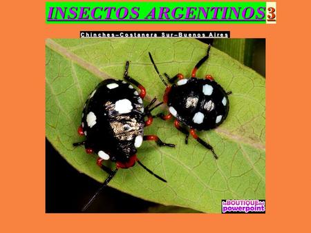INSECTOS ARGENTINOS 3 C h i n c h e s – C o s t a n e r a S u r – B u e n o s A i r e s.