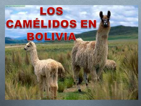 LOS CAMÉLIDOS EN BOLIVIA