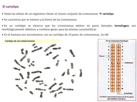 El cariotipo Todas las células de un organismo tienen el mismo conjunto de cromosomas  cariotipo Se caracteriza por el número y la forma de los cromosomas.
