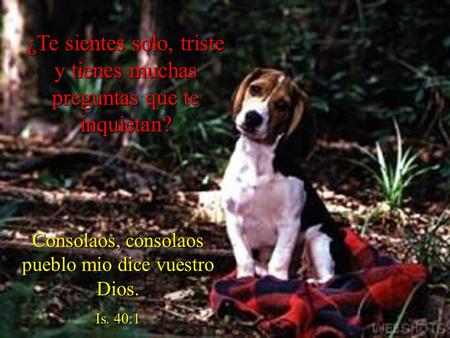 ¿Te sientes solo, triste y tienes muchas preguntas que te inquietan? Consolaos, consolaos pueblo mio dice vuestro Dios. Is. 40:1.