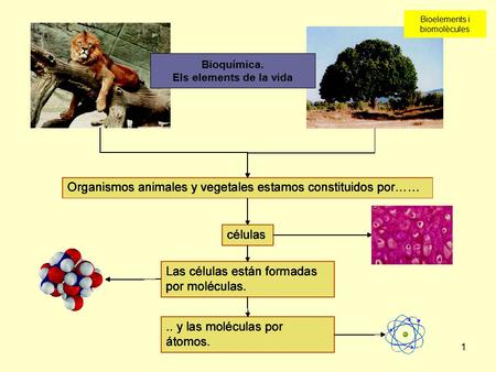 Bioquímica. Els elements de la vida