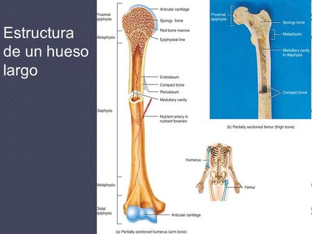 Estructura de un hueso largo