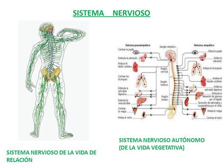 SISTEMA NERVIOSO SISTEMA NERVIOSO AUTÓNOMO (DE LA VIDA VEGETATIVA)