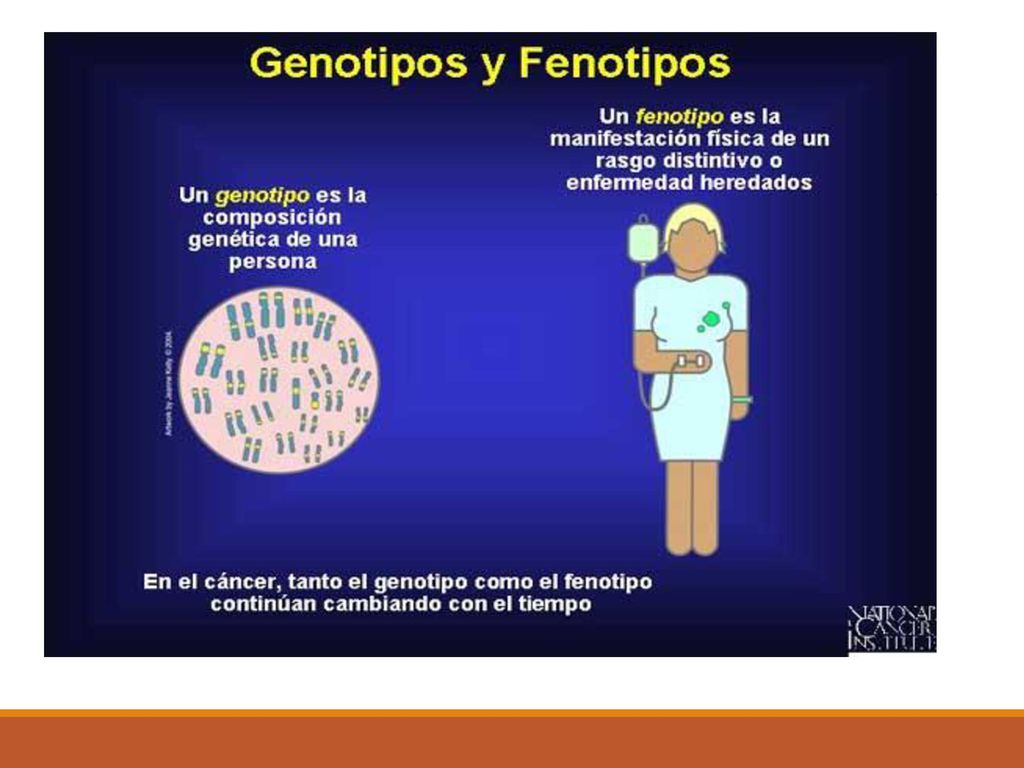 Definicion genotipo y fenotipo
