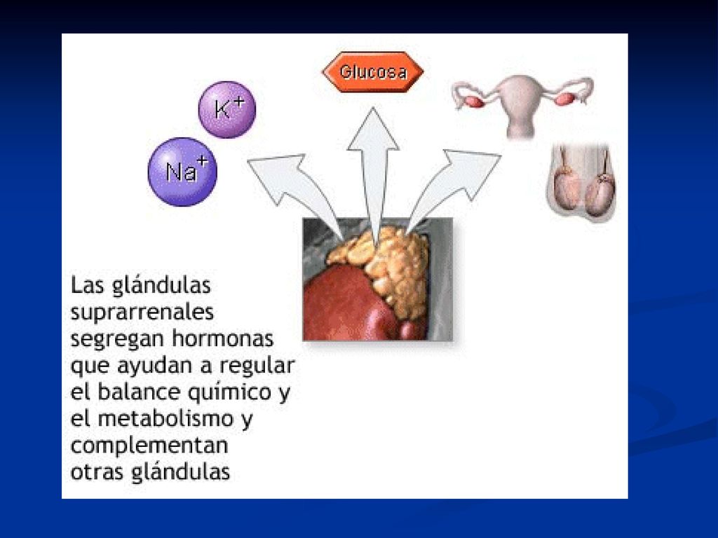 Infusiones para regular hormonas Infusiones para regular hormonas