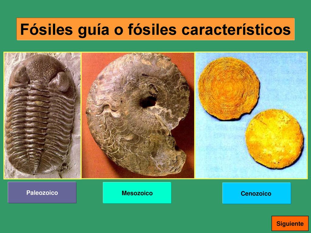 Fósiles guía o fósiles característicos - ppt descargar