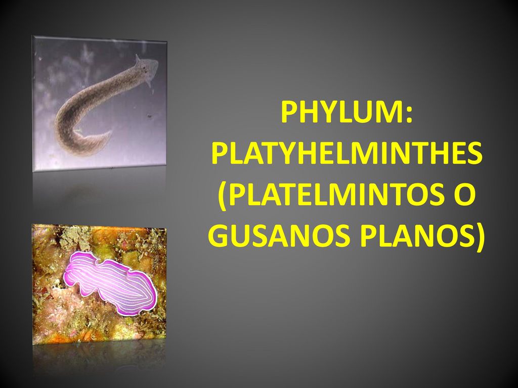 Phylum platyhelminthes ppt. A Metazoa filogénia feltételezett útvonalai - ppt letölteni