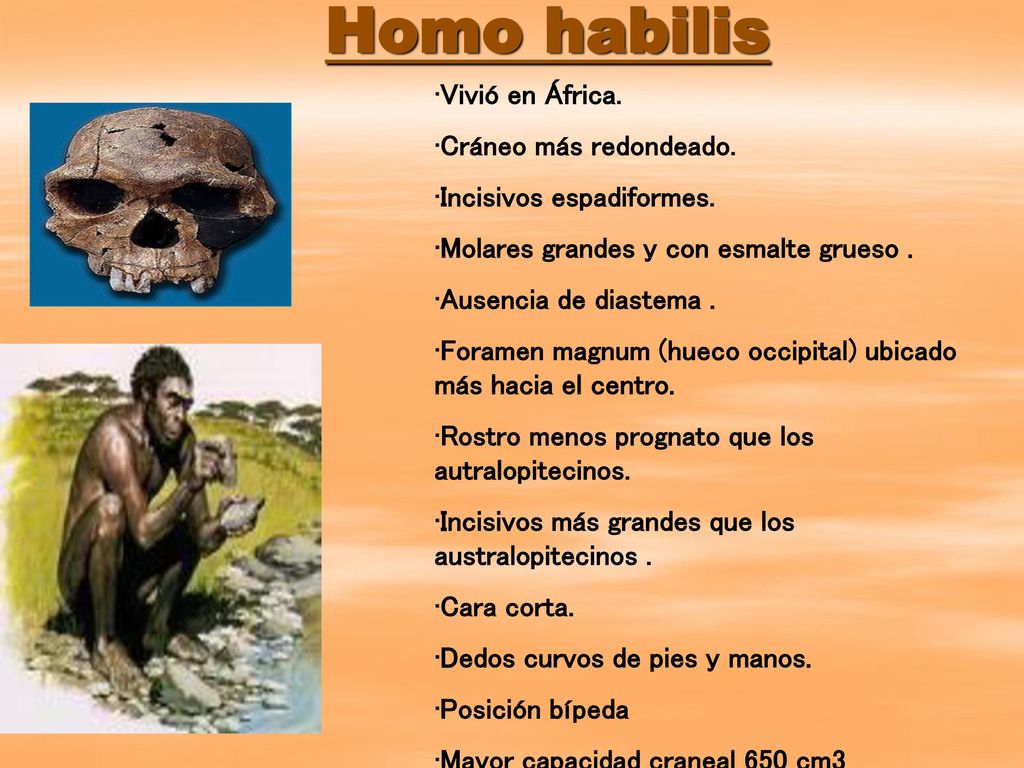 Homo habilis Vivió en África. Cráneo más redondeado. - ppt descargar