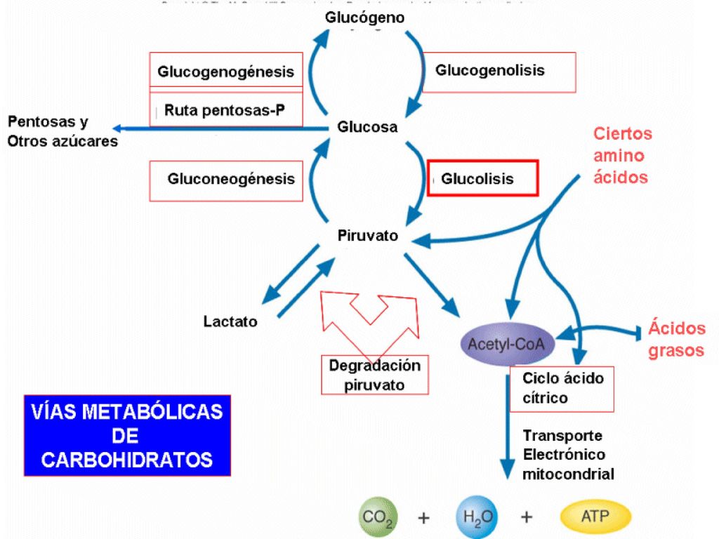 Cetosis glucogeno