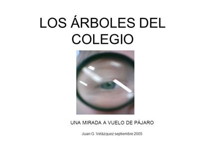 LOS ÁRBOLES DEL COLEGIO UNA MIRADA A VUELO DE PÁJARO Juan G. Velázquez septiembre 2005.