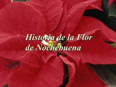Historia de la Flor de Nochebuena